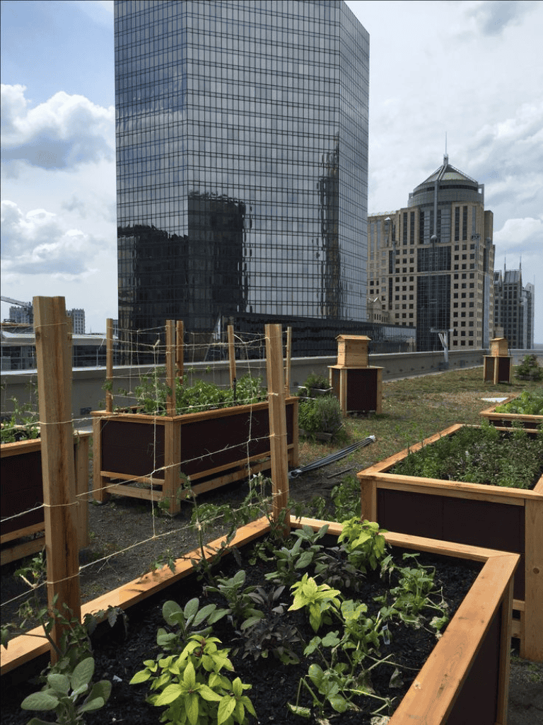 Urban rooftop garden with thriving plants against a backdrop of tall modern skyscrapers.