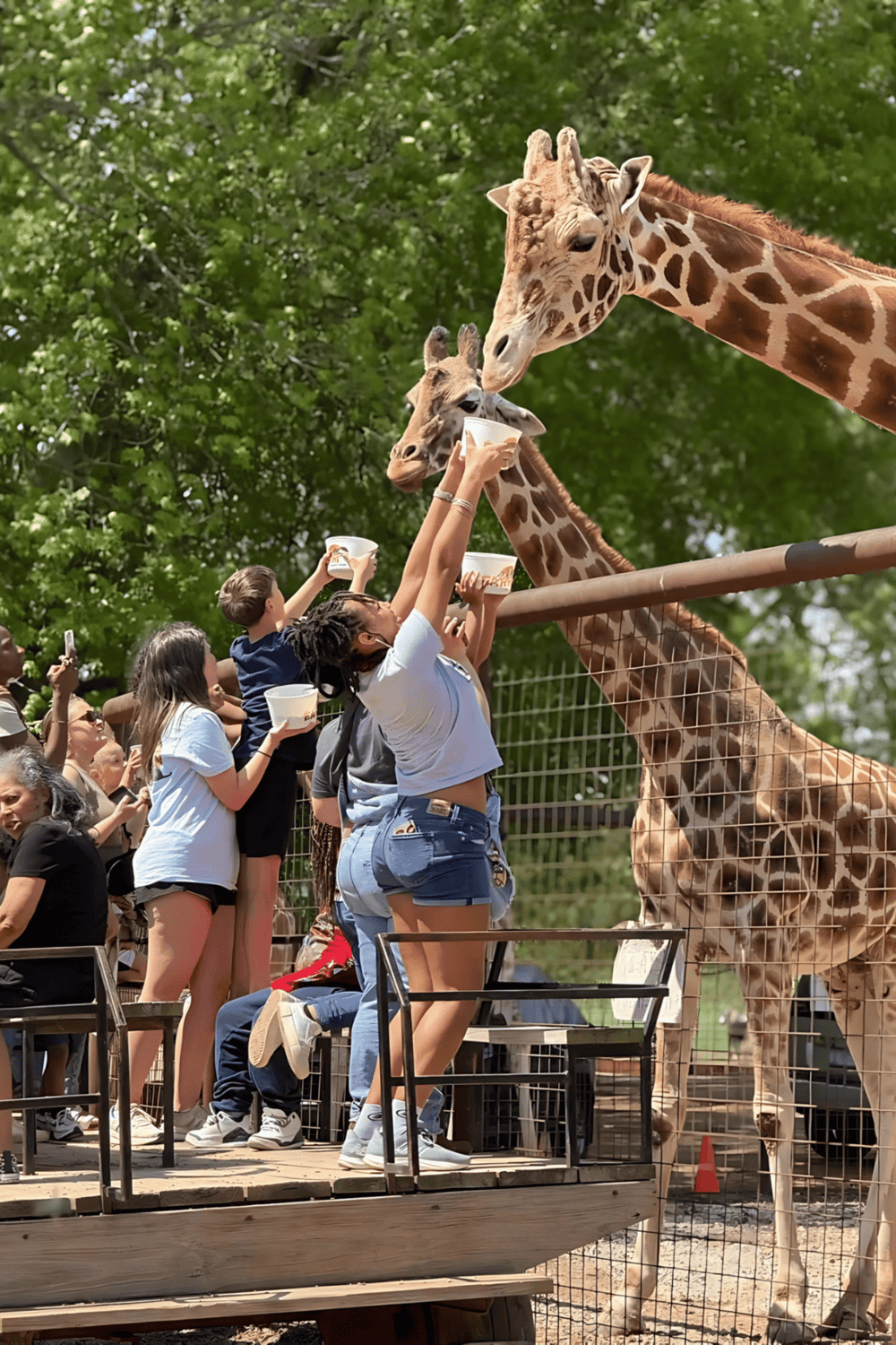 Giraffes feeding at a zoo with visitors enjoying animal encounters and appreciating wildlife education.