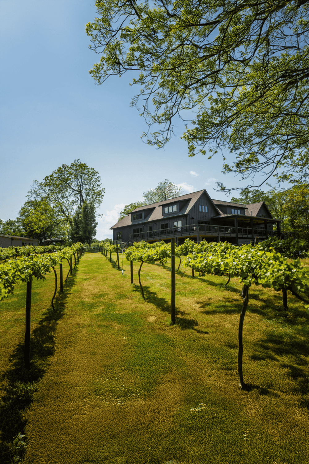 Vineyard with a modern house, rows of grapevines, lush greenery, and blue sky, showcasing scenic wine country views.