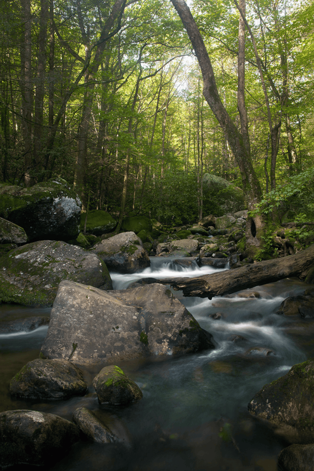 Tranquil forest stream with rocks and lush green trees, perfect for outdoor adventure.