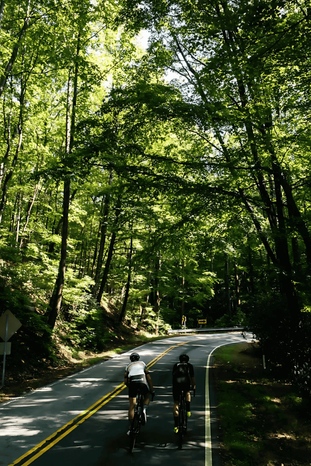 Green forest landscape with cyclists on scenic mountain road, perfect for outdoor adventure and nature exploration.
