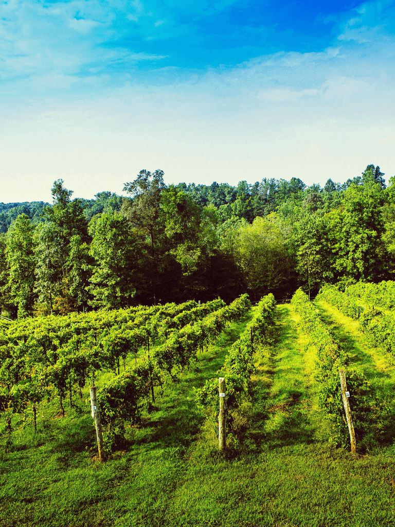 Lush green vineyard rows with a backdrop of dense trees under a bright blue sky.