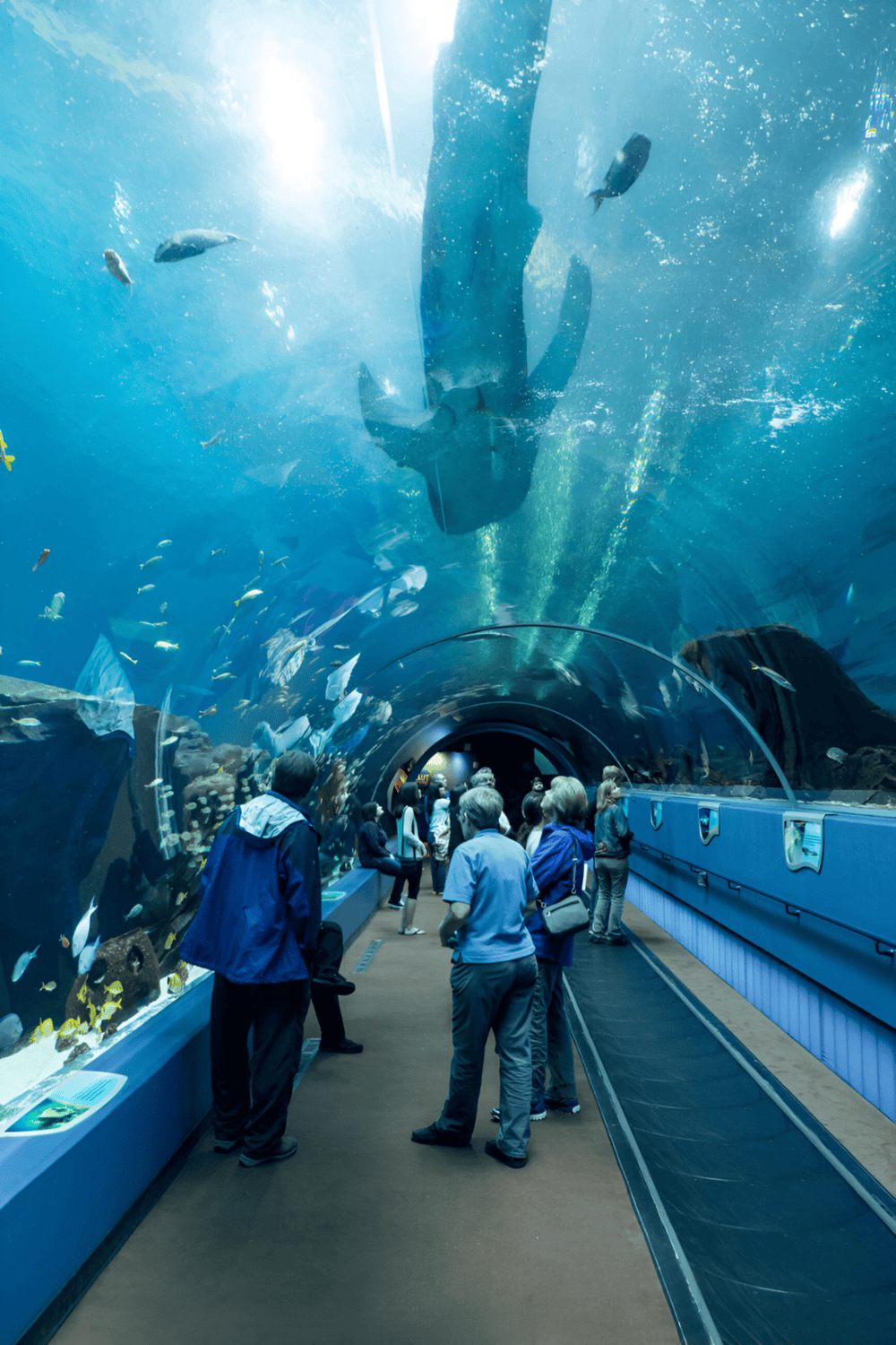 Underwater Aquarium Tunnel Tour with Diverse Marine Life and Visitors.