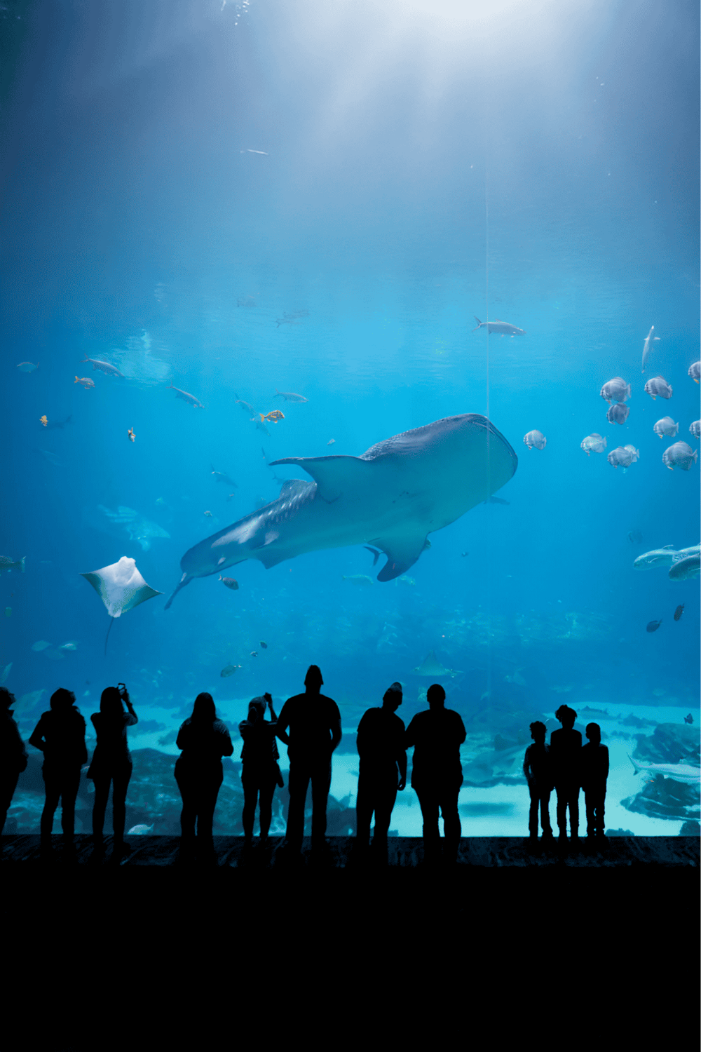 Giant shark underwater aquarium attraction at QuestForDirections.
