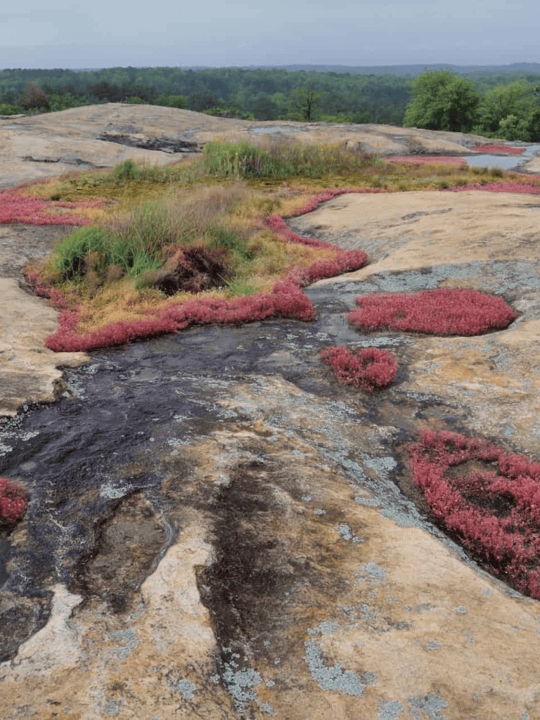 Vibrant pink moss growing on rocky landscape with distant forest and horizon view.