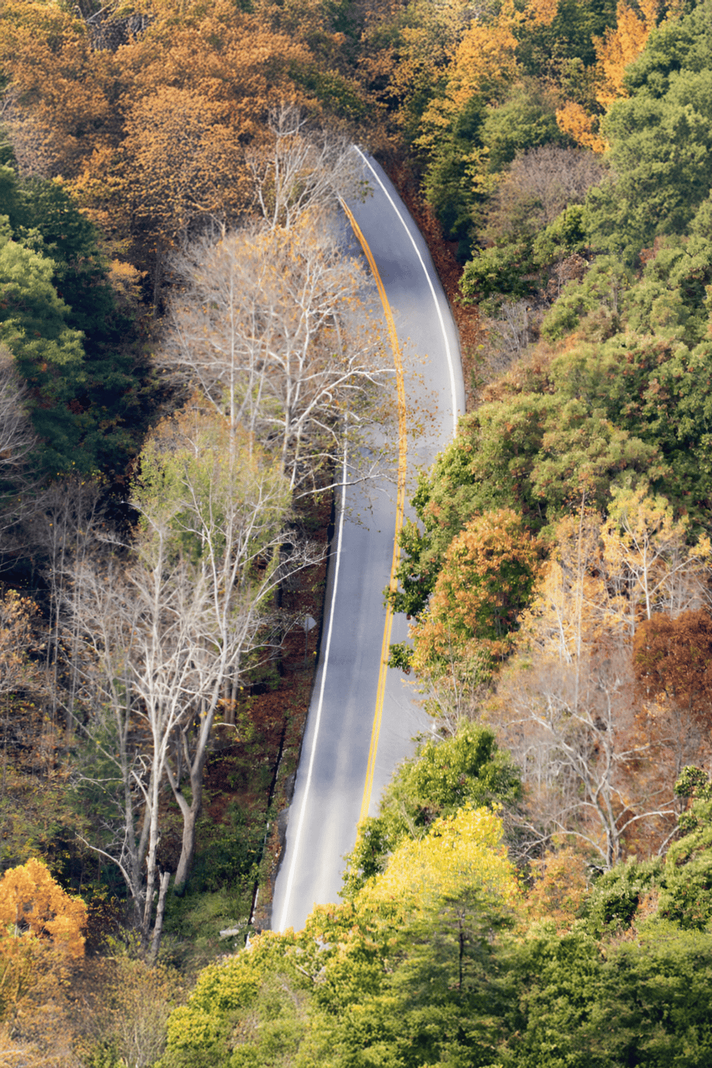 Serene forest road winding through colorful autumn trees, scenic nature pathway, fall foliage, outdoor travel, adventure, explore nature.