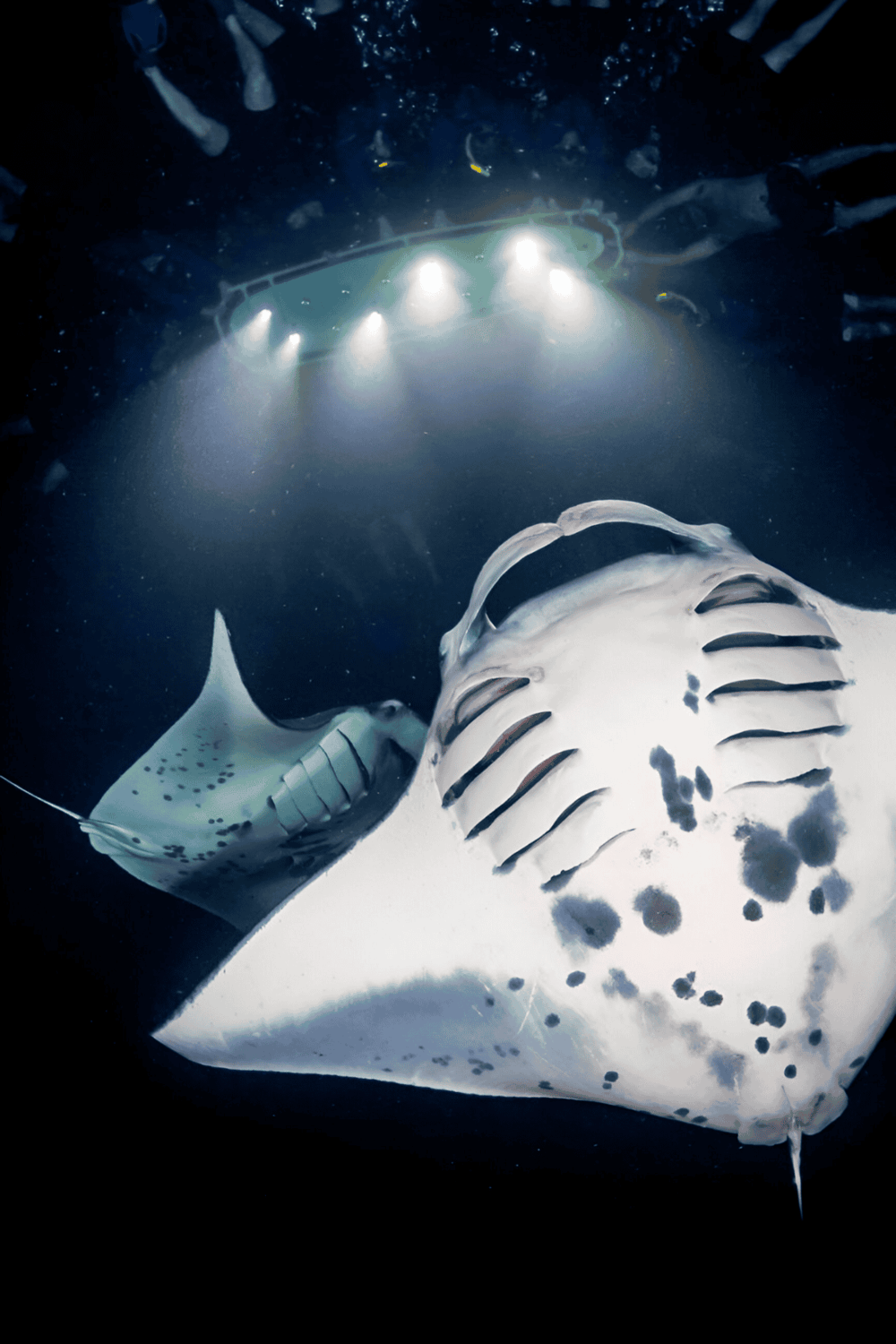 1. Deep-sea manta ray illuminated underwater in an oceanic scene.