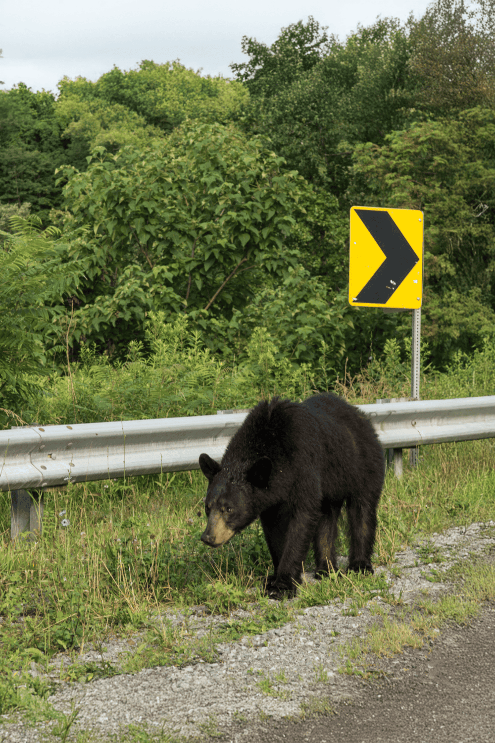 Wild bear crossing road with caution sign in forested area, nature wildlife, animal road safety, bear habitat.