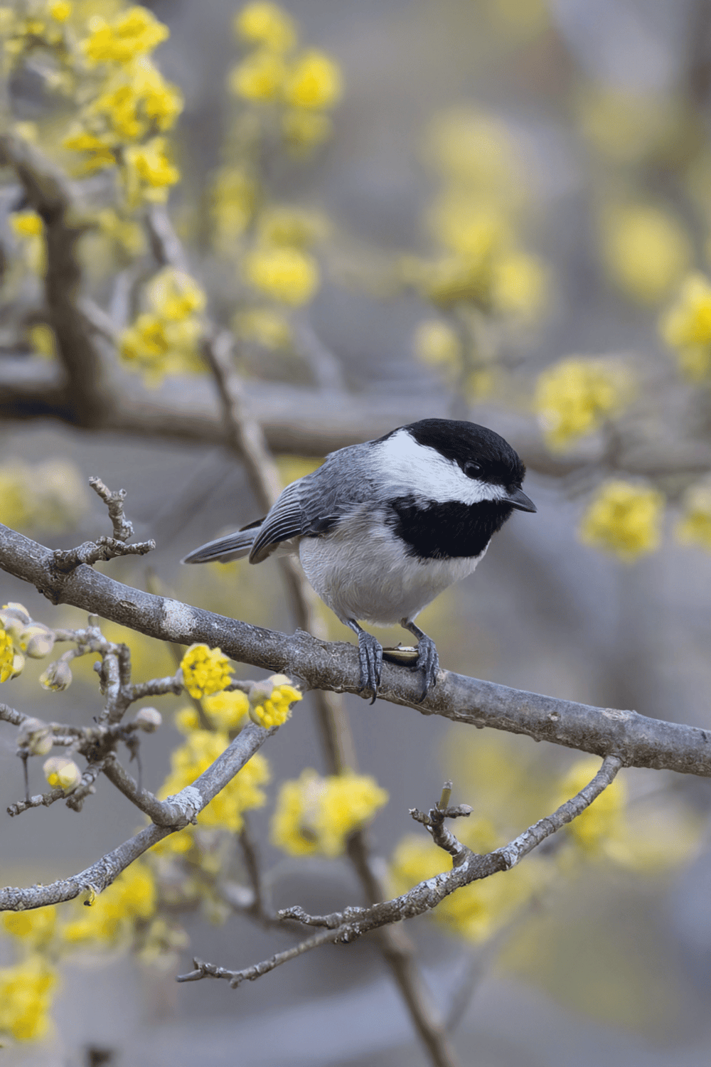 Small black-capped chickadee perched on a branch with yellow blossoms, nature, bird photography.