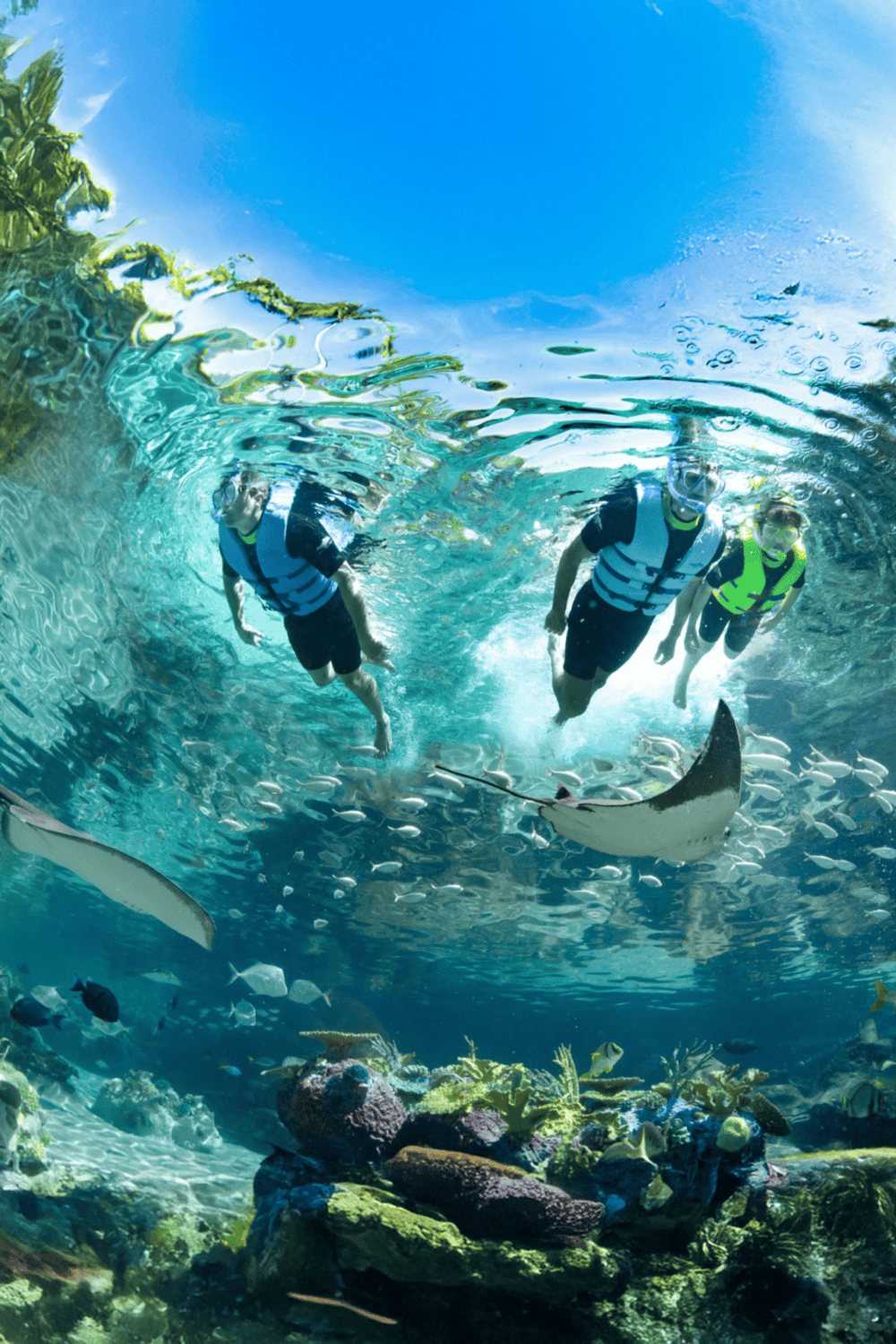 Vibrant underwater scene with coral reef and swimmers snorkeling in clear blue water.