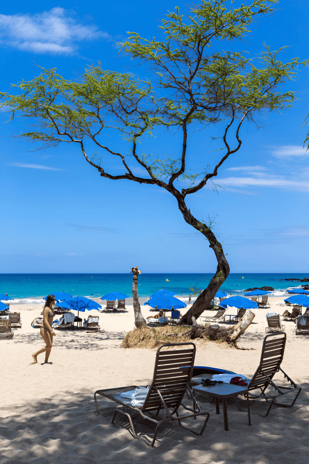 Sunlit beach with blue umbrellas and a distinctive twisted tree, perfect for travel planning and beach vacation guides.