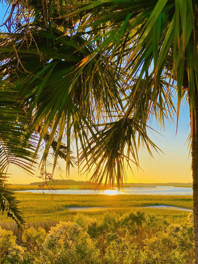 Lush palm trees overlook a scenic marshland at sunset, showcasing tropical nature and coastal landscape beauty.