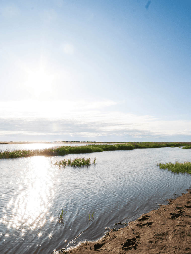 Serene wetlands with water and lush greenery under bright blue sky, showcasing outdoor adventure and nature exploration.