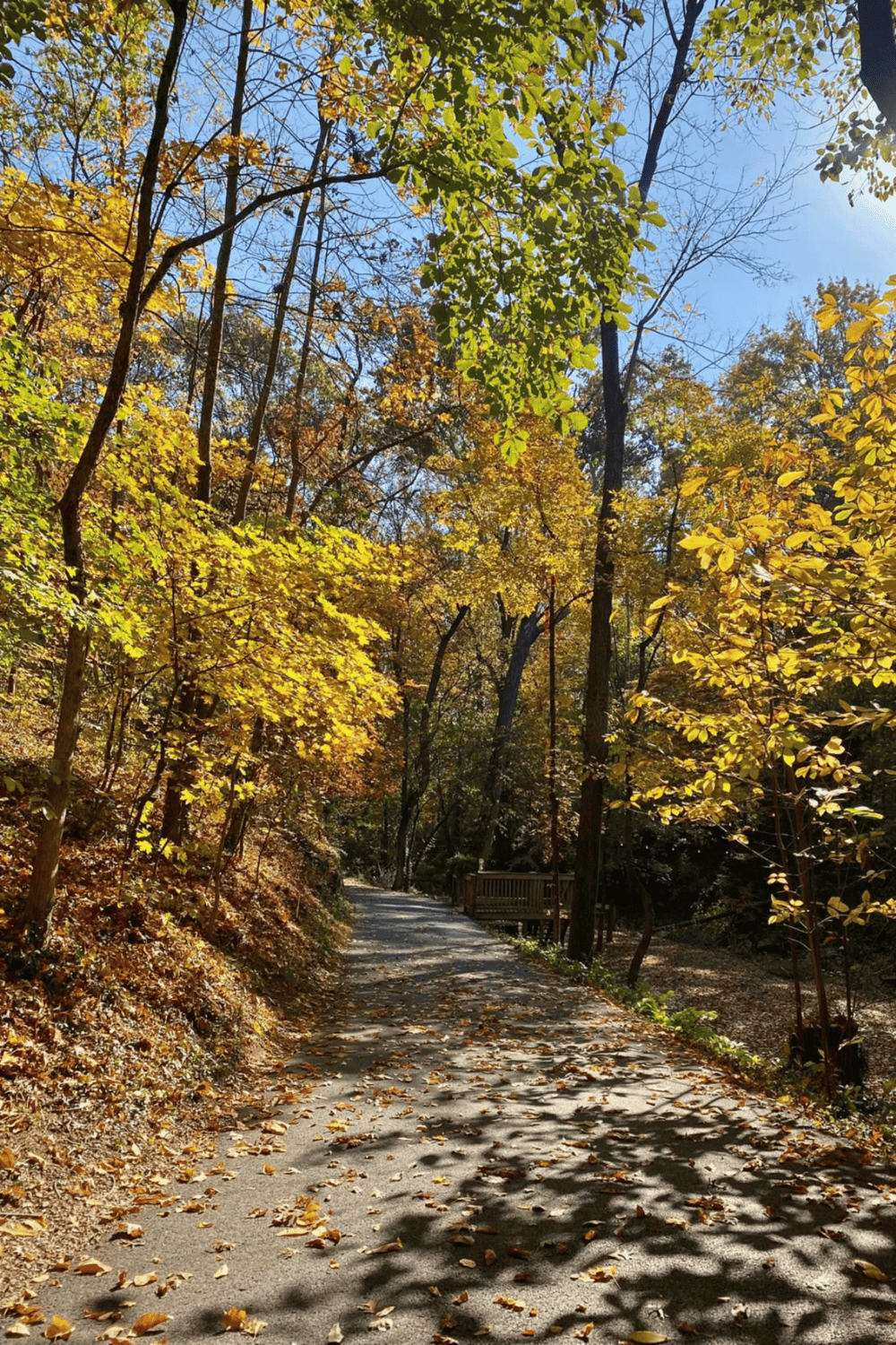 Autumn forest trail with colorful fall foliage and sunlight filtering through trees.