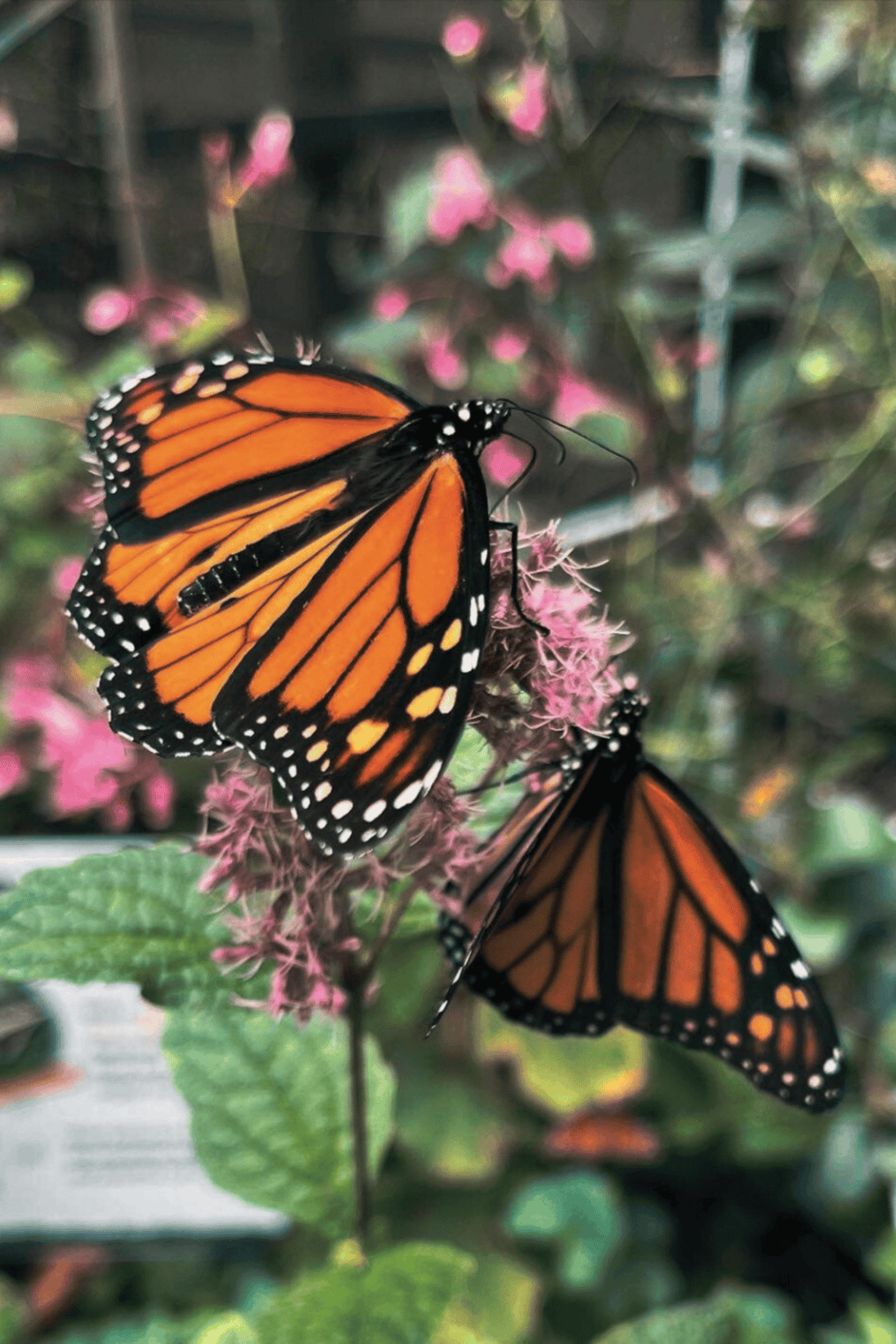 Vivid monarch butterflies on pink flowers in outdoor garden scene.