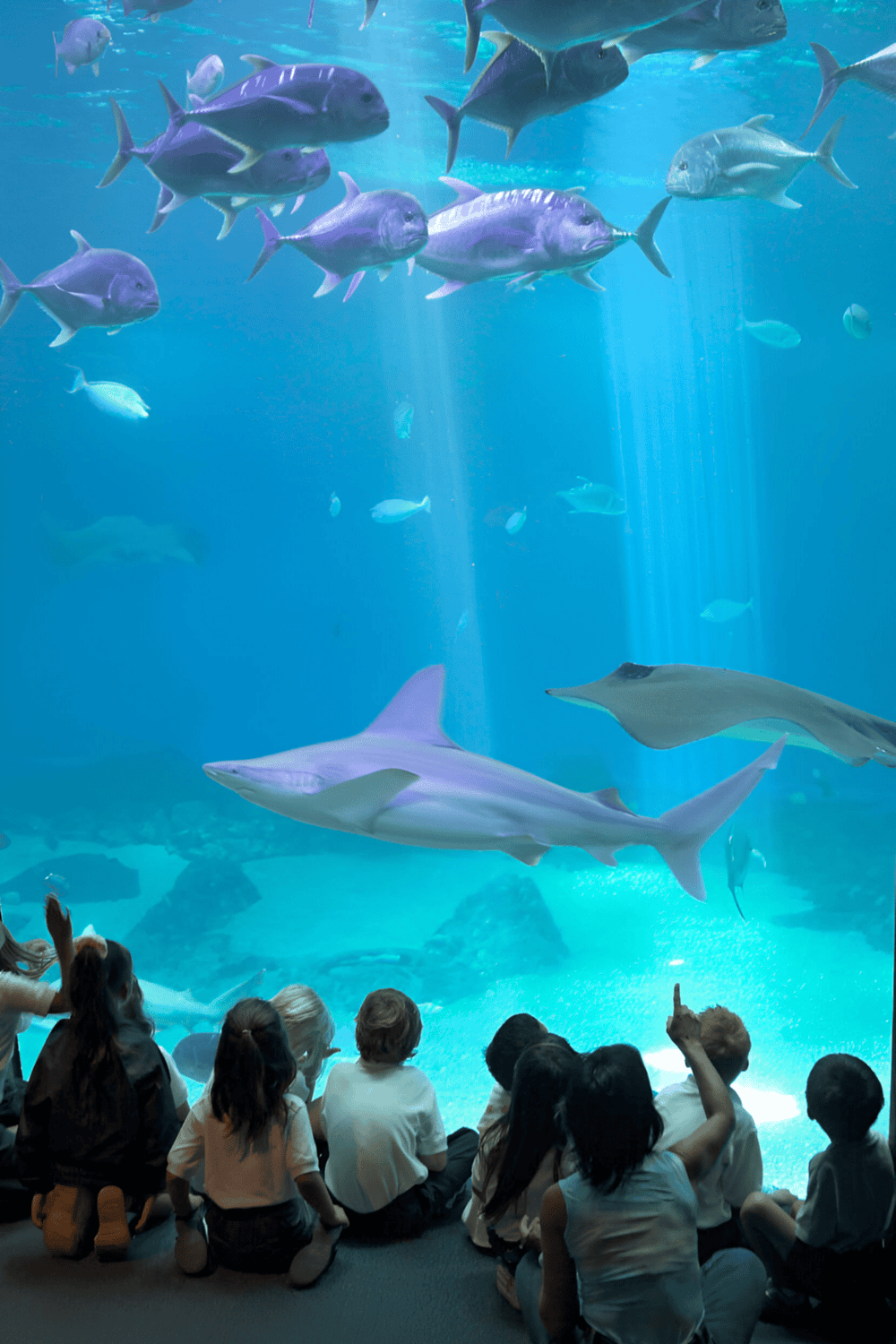 Underwater marine life at Quest for Directions Aquarium, featuring sharks and various fish, perfect for family visits.