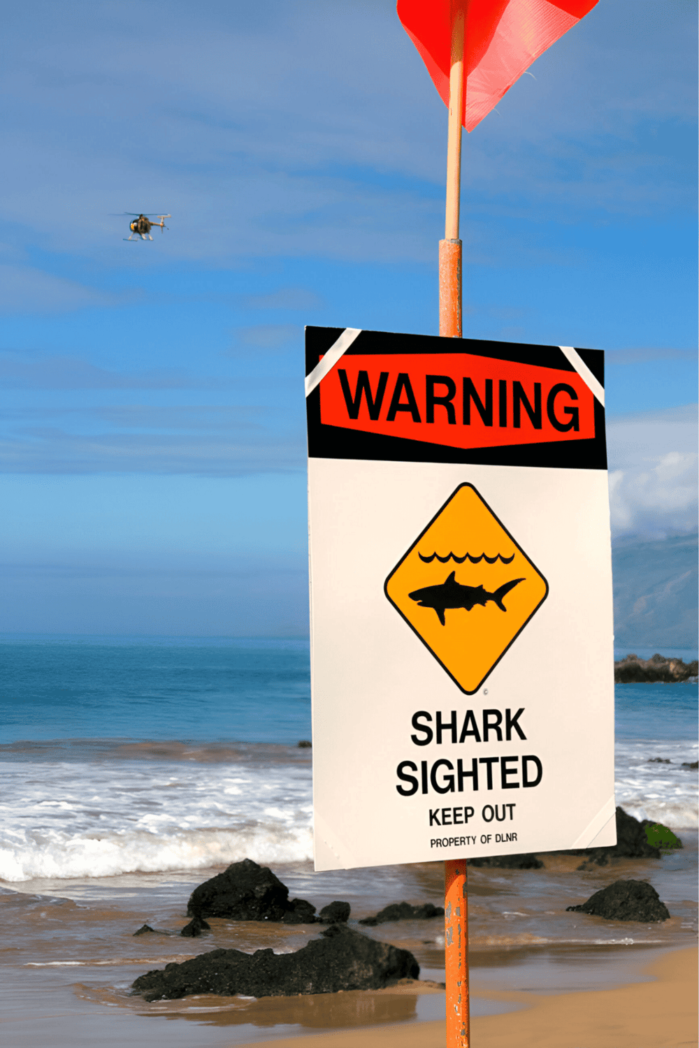 Shark sighting warning sign at the beach alerting to potential danger and promoting safety.