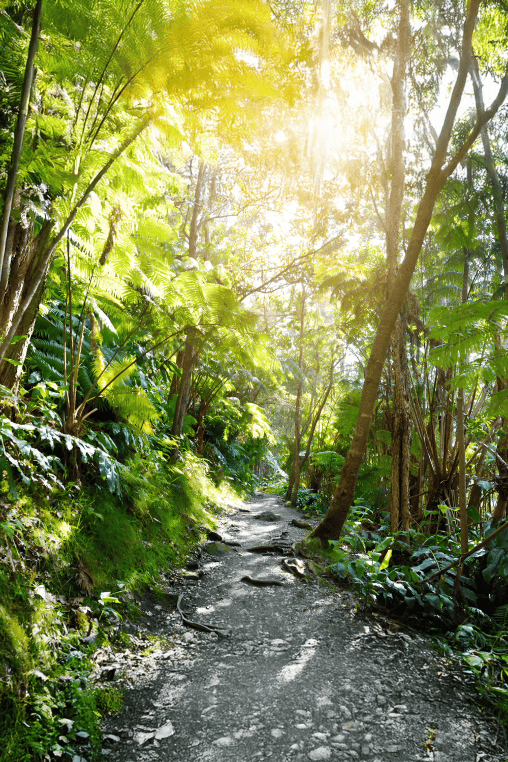 Lush jungle trail with sunlight filtering through dense green foliage, ideal for adventure and nature exploration.