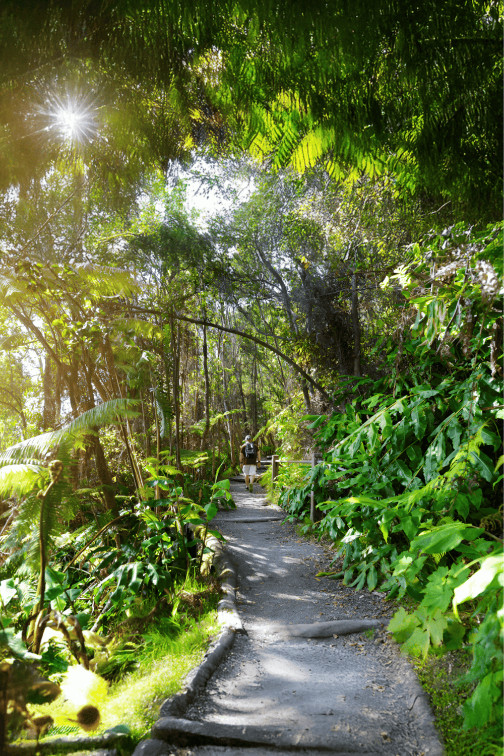 Lush rainforest trail with hiker exploring tropical greenery and vibrant sunlight filtering through trees.