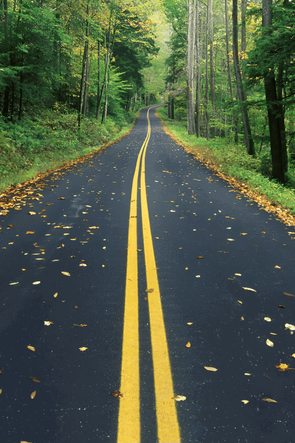 Dark forest road with yellow double lines, surrounded by lush greenery, fall leaves scattering.