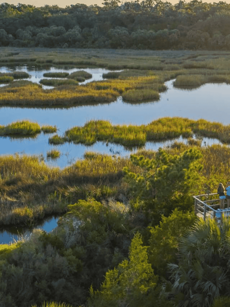 Serene wetlands with lush greenery and waterways, ideal for nature exploration and birdwatching.