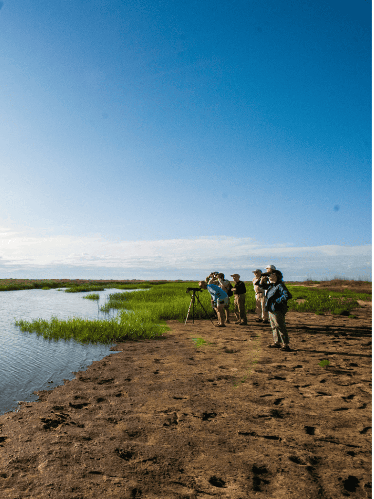 Birdwatchers exploring wetland wildlife with binoculars and telescope in natural habitat.
