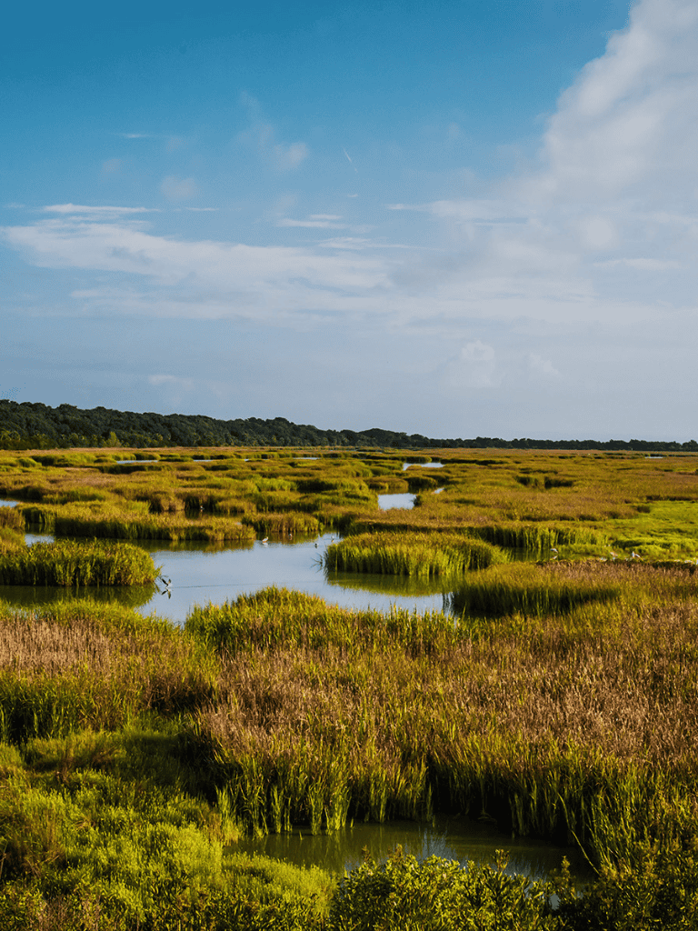 Marshland wetland with waterways and lush greenery, scenic natural habitat for birds and wildlife.