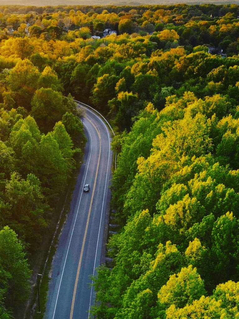 Lush green forest surrounding a winding road in vibrant autumn colors, scenic drive for nature enthusiasts.