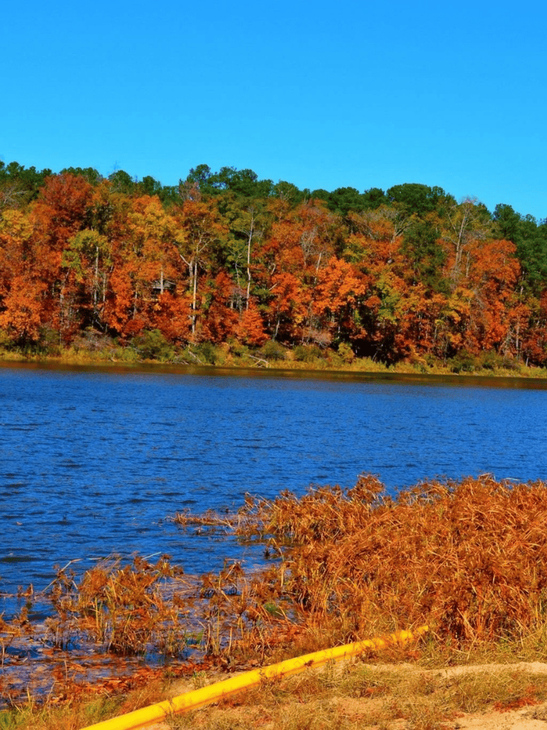 Autumn forest landscape near a lake with colorful fall foliage and clear blue sky.