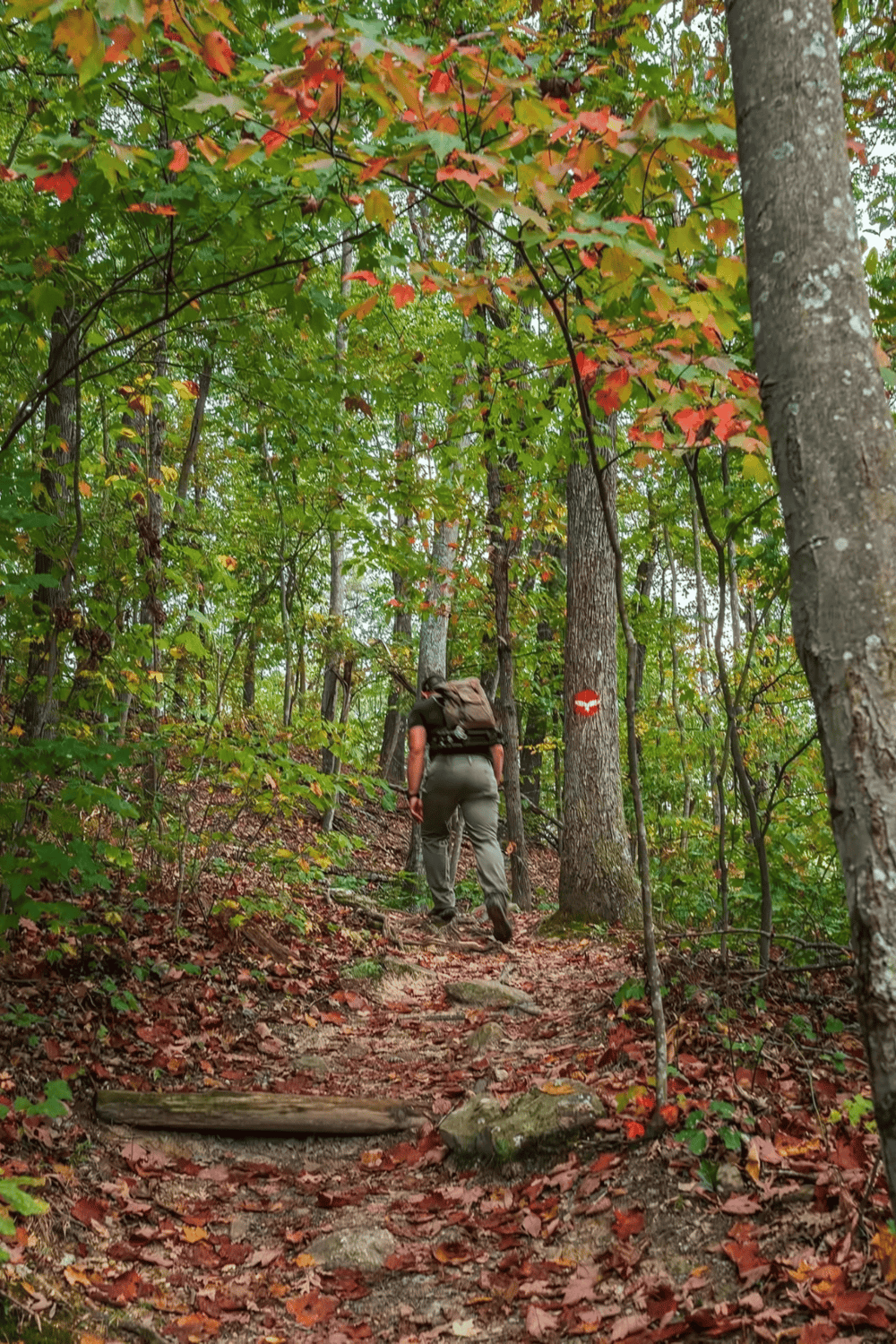Hiker exploring a forest trail during autumn, surrounded by colorful foliage.