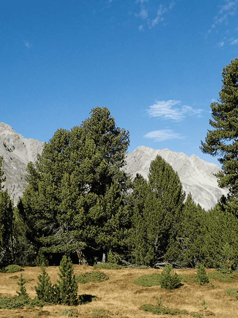 Lush green pine trees in mountainous landscape with blue sky and snow-capped peaks.