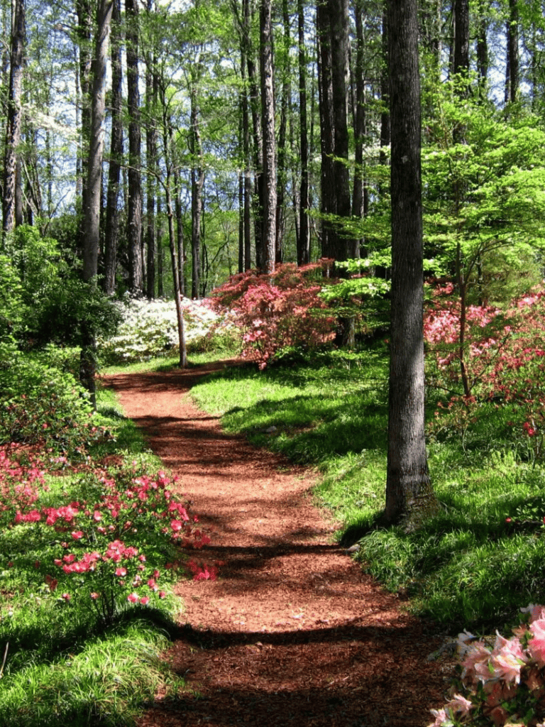 Lush green forest trail with blooming pink and white flowers in springtime, scenic nature walk.