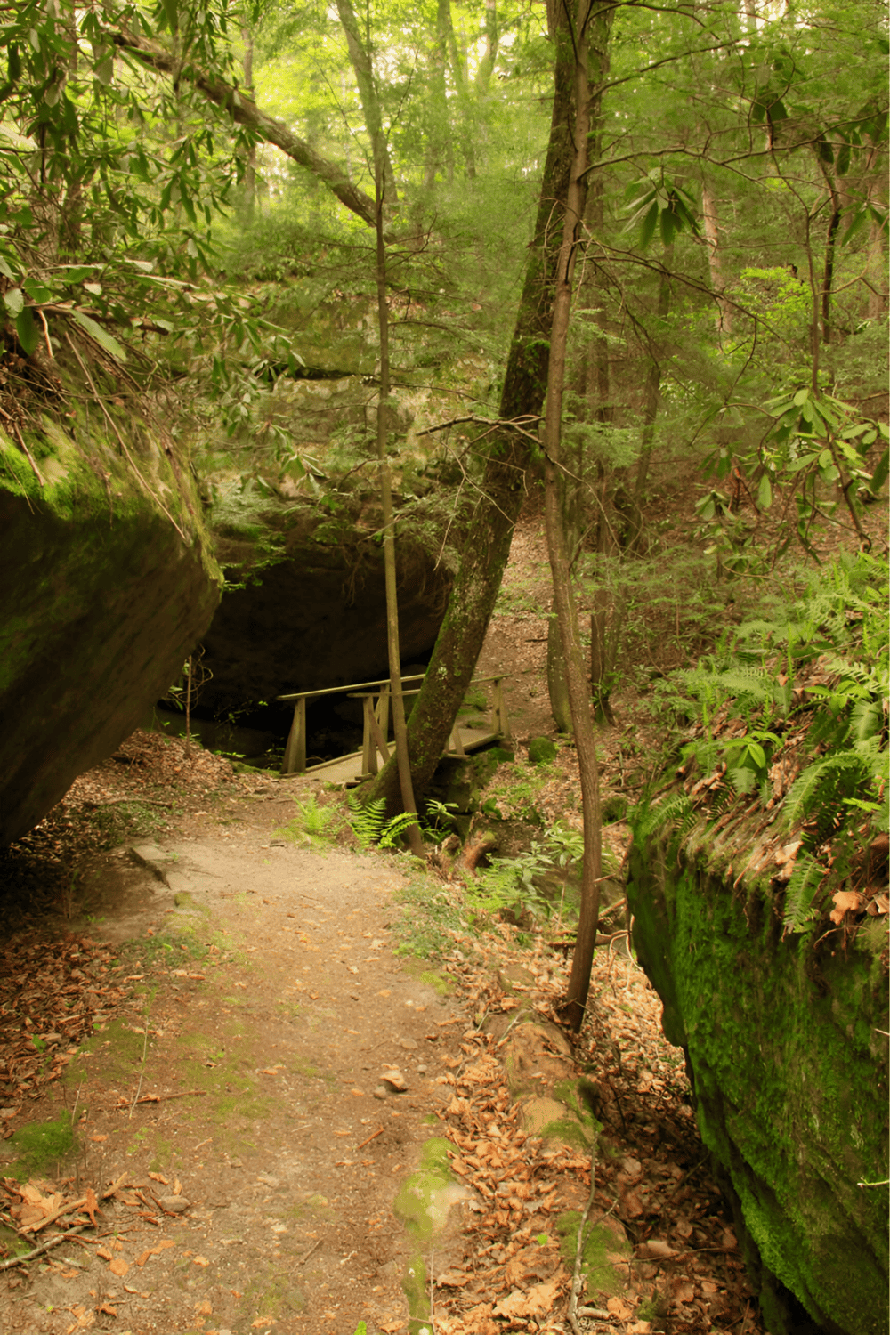 Dense forest trail with small wooden bridge and moss-covered rocks for adventure hiking and nature exploration.