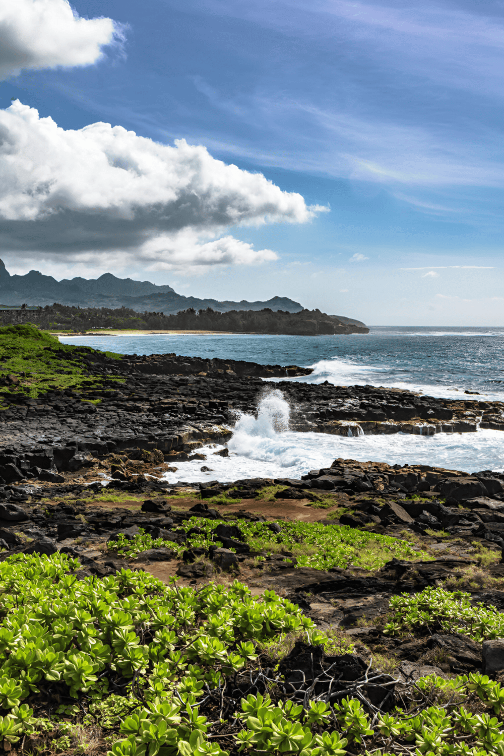 Wild coastal landscape with rocky shoreline, lush green plants, and mountain view in the background.