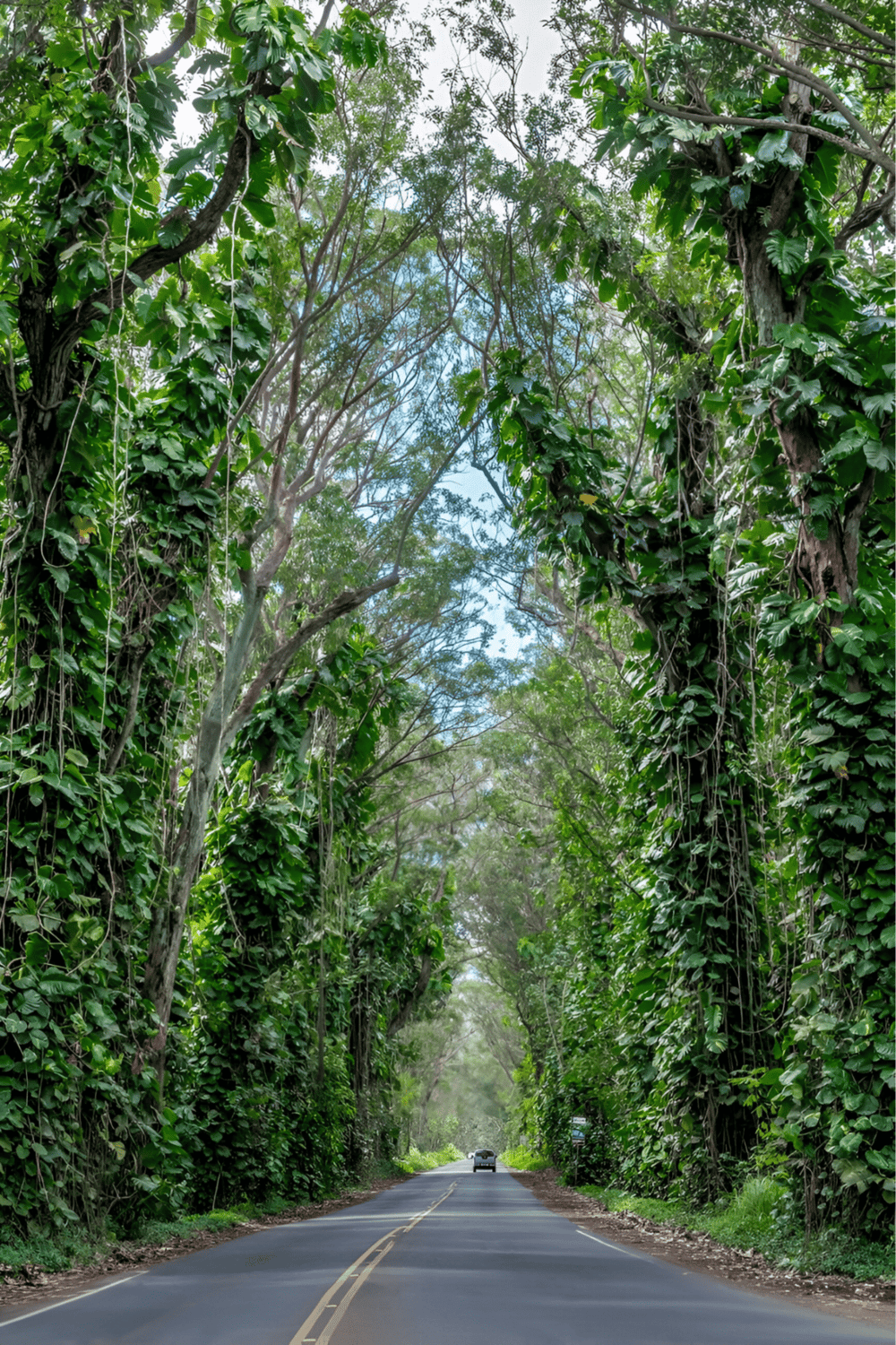 Lush green forest tunnel with a paved road and vehicles, perfect for nature travel and adventure.