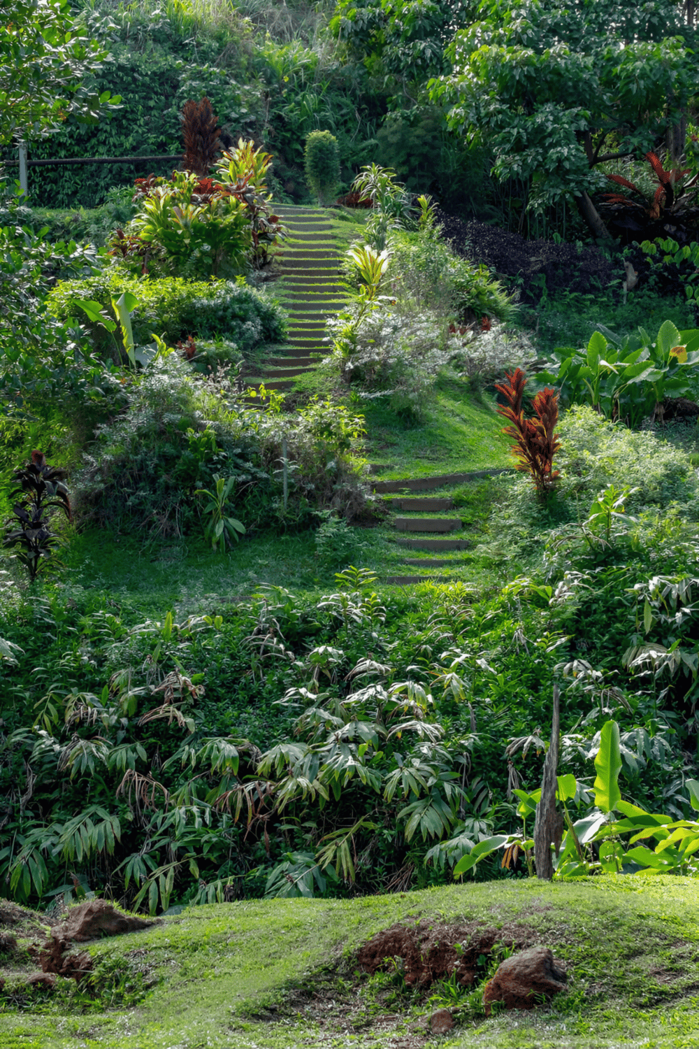 Lush tropical garden with stone steps leading through vibrant greenery.