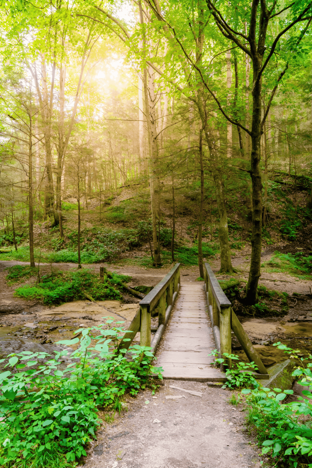 Tranquil forest scene with wooden bridge, green trees, and sunlight filtering through leaves.