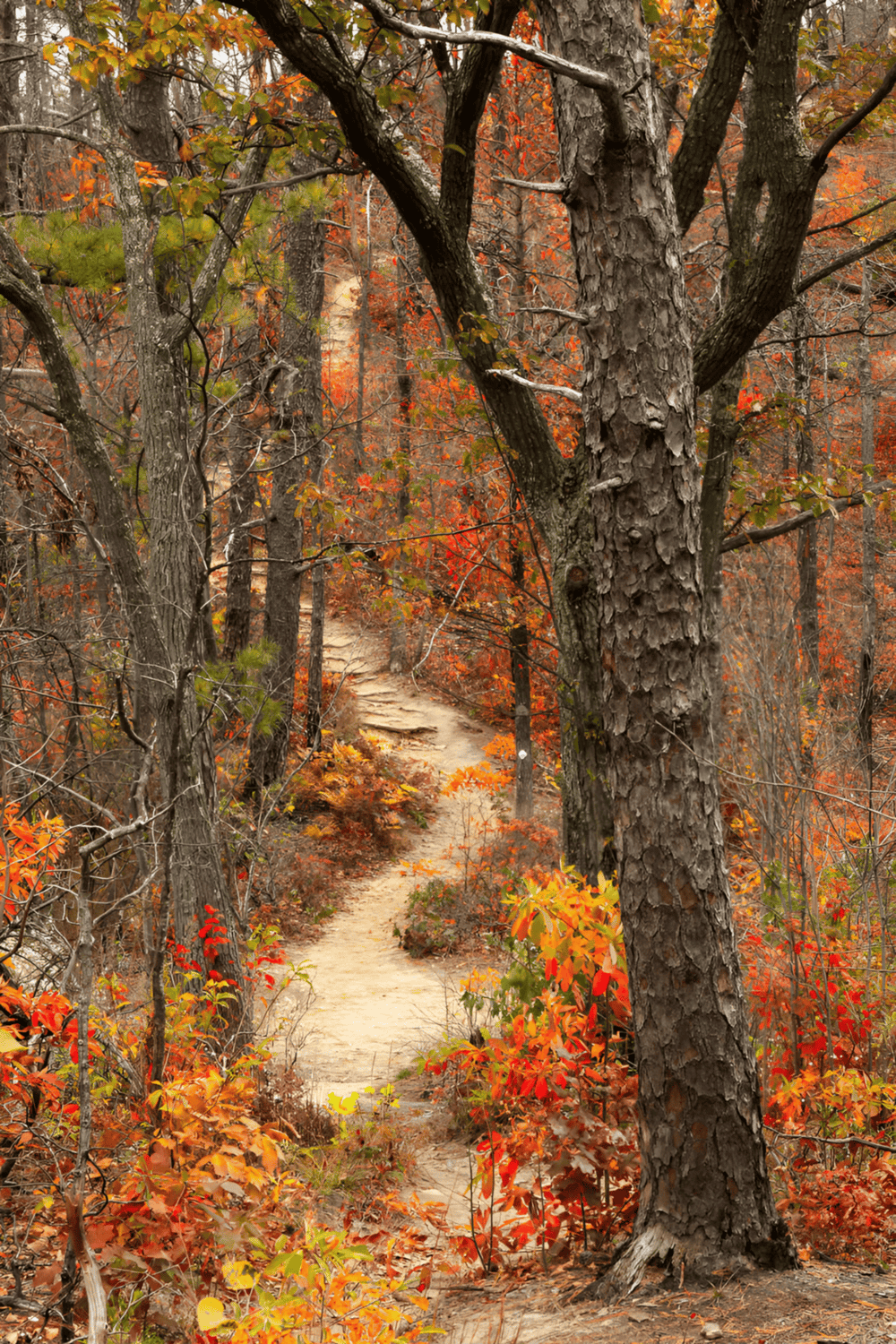 1. Autumn forest trail with colorful fall foliage, hiking, nature, outdoor adventure, scenic walk.