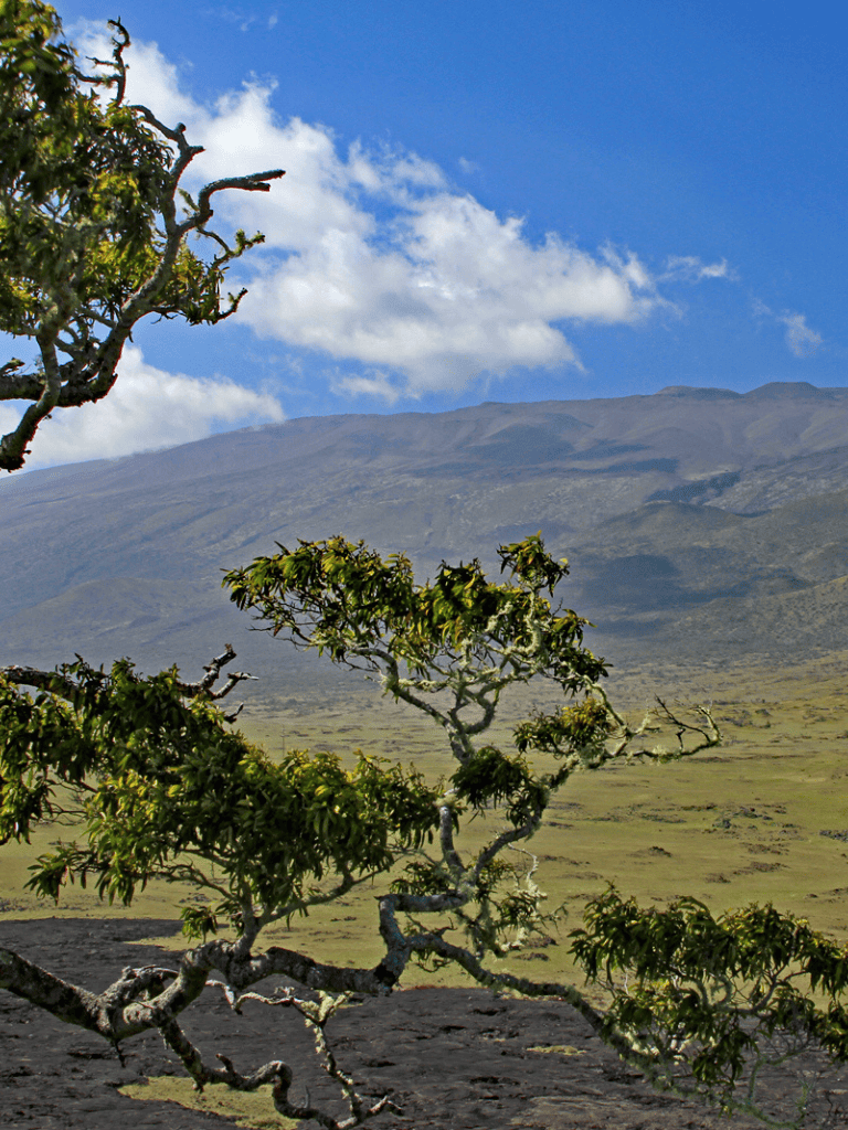 Vibrant alpine landscape featuring twisted trees and a mountain backdrop under a bright blue sky.