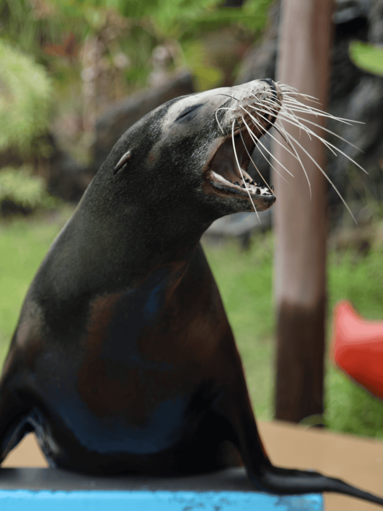Playful sea lion with open mouth on a boat deck, California coast.