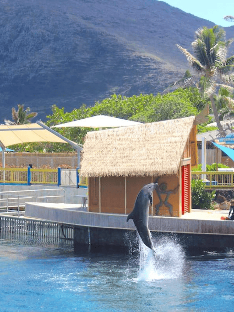 Dolphin jumping out of water at aquarium, tropical scenery with palm trees and mountain background.