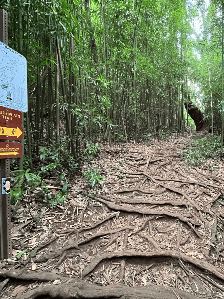 Winding forest trail with tree roots and lush green bamboo, hiking path in nature.