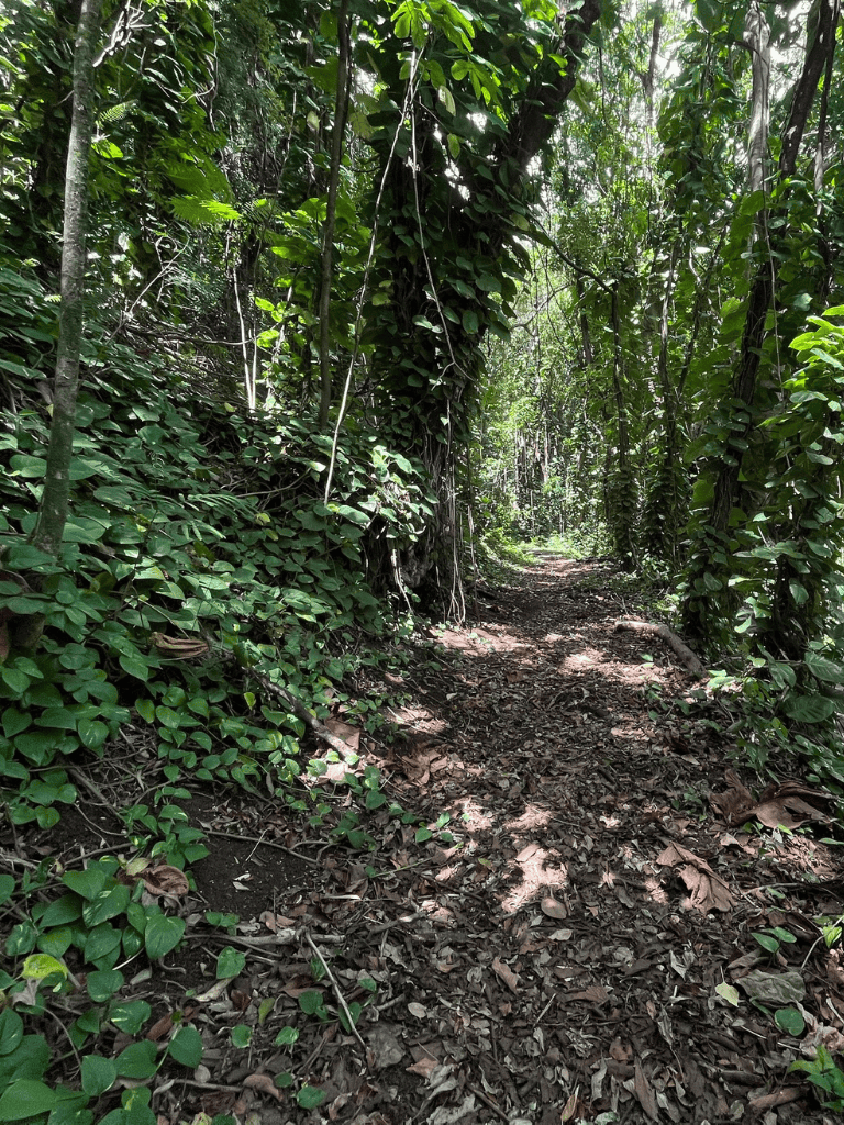 Lush tropical jungle trail surrounded by dense greenery and towering trees.