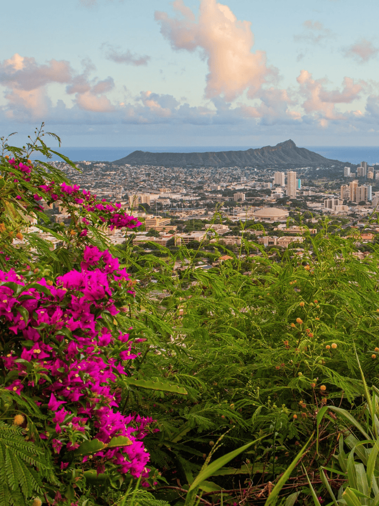 Vibrant pink flowers with Honolulu cityscape and Diamond Head in the background, showcasing Hawaii’s scenic beauty.