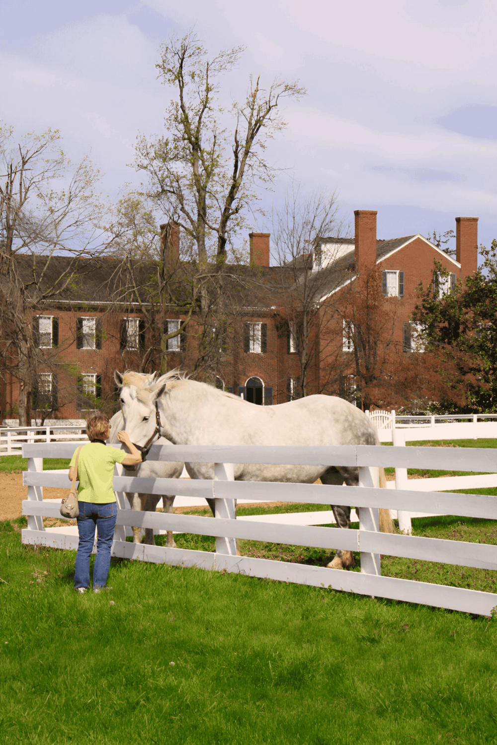 Bright white horse being petted by a young girl near a white fence on a sunny day. Historic brick buildings in the background.