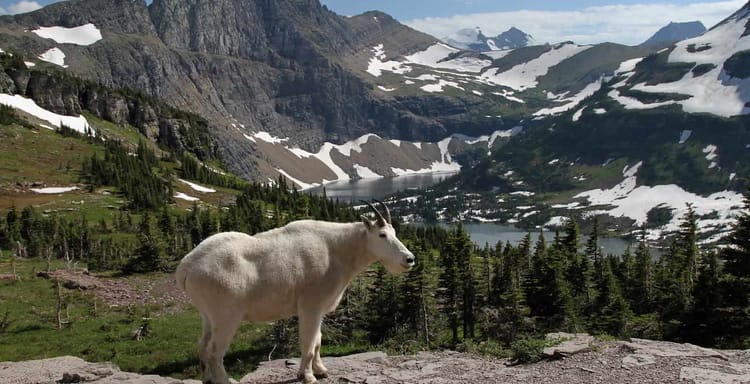 Stunning mountain landscape with a mountain goat, lush greenery, snow-capped peaks, and a serene lake, perfect for nature photography and travel.