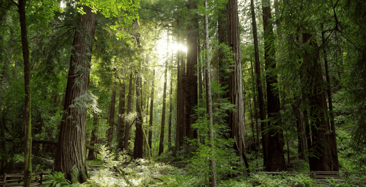 Redwood Forest, Santa Cruz Harbor 1-Day Trip from San Francisco