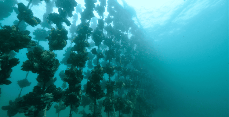 Pleasure House Oysters Boat Tour