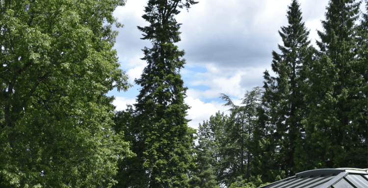 International Rose Test Garden