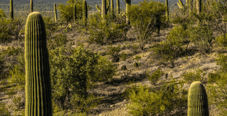 Saguaro National Park